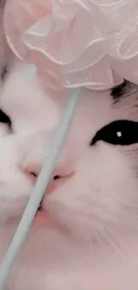 This trendy phone live wallpaper showcases a close-up shot of a cute cat donning a flower