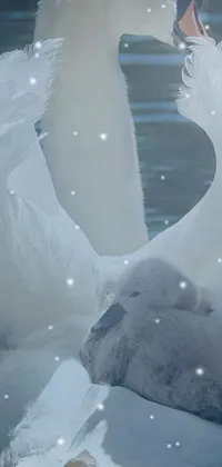 This phone live wallpaper depicts a serene image of a pure white swan floating on a calm body of water