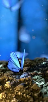 This phone live wallpaper depicts a beautiful blue butterfly perched on a rock amidst a bioluminescent forest floor