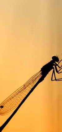 This phone live wallpaper features a stunning macro photograph of a dragonfly perched on a plant during sunset