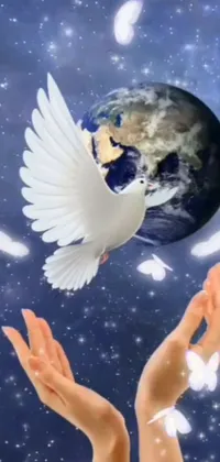 Sky Atmosphere Bird Live Wallpaper