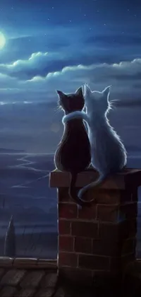 Sky Atmosphere Cat Live Wallpaper