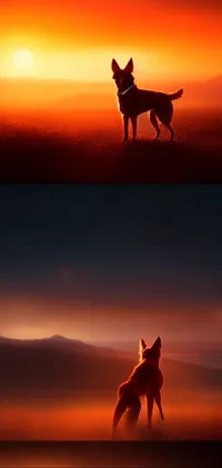 This phone live wallpaper features a stunning digital painting of a faithful dog standing on a grassy field during a beautiful sunset