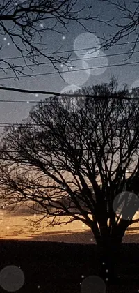 This phone live wallpaper features a captivating image of a solitary tree against a beautiful evening sky