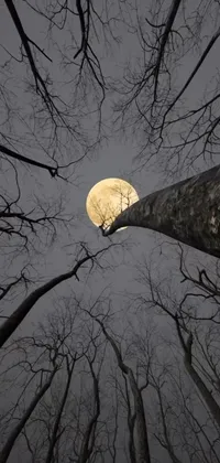 This live wallpaper showcases a serene moonlit forest environment with a 360-degree panoramic view