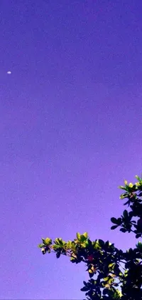 Sky Atmosphere Purple Live Wallpaper