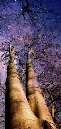 Sky Atmosphere Tree Live Wallpaper