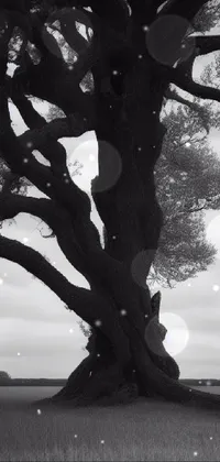 This live phone wallpaper showcases a captivating black and white photograph of a towering tree in a sprawling field
