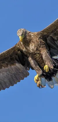 This live phone wallpaper showcases a magnificent eagle majestically soaring through the clear blue skies