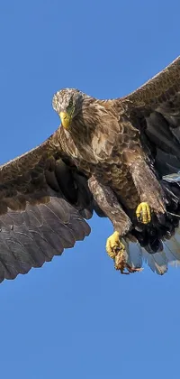 Sky Bird Accipitridae Live Wallpaper