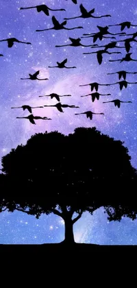 Sky Bird Atmosphere Live Wallpaper