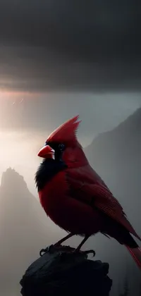 Sky Bird Cardinal Live Wallpaper