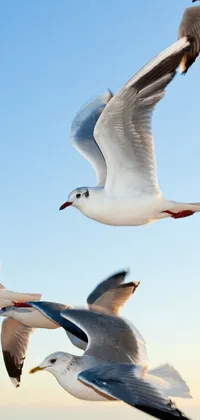 Looking for a serene and stylish phone wallpaper? Look no further than this high sharpness photo of seagulls flying over the ocean, sourced from a stock photo website