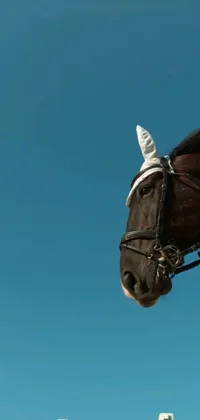 This live wallpaper depicts a stunning horse with a hat in photorealistic detail against a clear blue sky