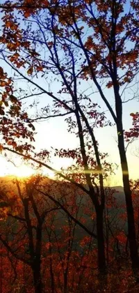 This live wallpaper features a stunning sunset over the mountains of West Virginia, with a person sitting on a bench and hiking gear resting on the ground