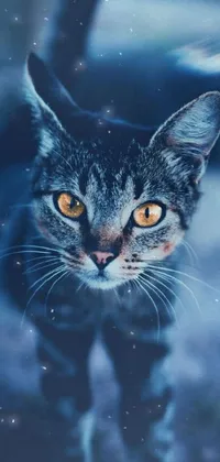 Sky Carnivore Cat Live Wallpaper