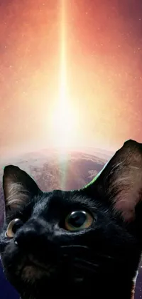 Get a stunning phone wallpaper that features a beautiful black cat gazing at the sun against a space art backdrop