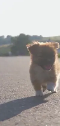 This adorable phone live wallpaper features a small brown dog with a mix of kitten, puppy, and teddy looks, walking happily across a busy street, in super slow motion