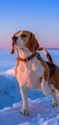 This live wallpaper for phones features a cute beagle dog standing in snow