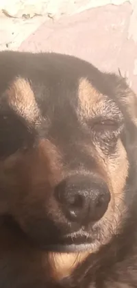 Get this unique live wallpaper featuring a charming close-up of a dog with its eyes closed, surrounded by vibrant golden rays of sunlight