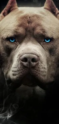 This live wallpaper depicts a pitbull in a menacing pose
