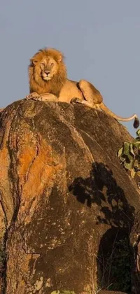This Kenyan-themed live wallpaper features two lions relaxing on a rocky outcrop at sunset