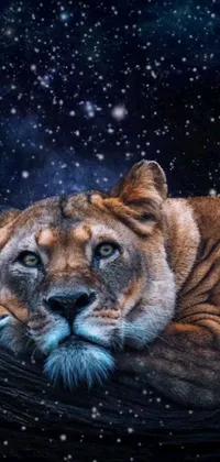 Decorate your phone with this captivating live wallpaper showcasing a fantastic realism lion resting on a snowy tree branch