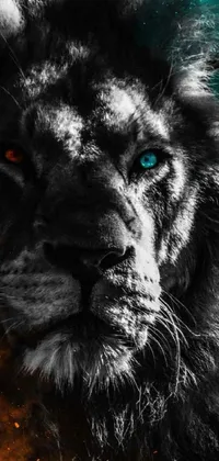 This live wallpaper features a stunning digital art image of a black and white lion with striking blue eyes