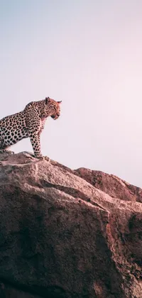 Sky Carnivore Leopard Live Wallpaper