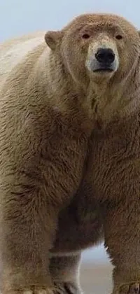 This phone live wallpaper features a majestic brown bear standing on a sandy beach, captured in stunning closeup