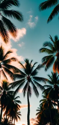 palm trees  Live Wallpaper