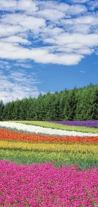 This live wallpaper for phones features a stunning field of multicolored flowers set against tall trees in the background