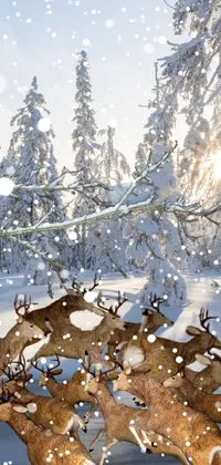 This live wallpaper depicts two deer standing in the snow with winter sun shining through the trees in the background