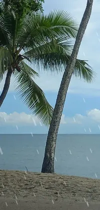 This phone live wallpaper displays a graphic image of idyllic scenery, complete with two palm trees swaying in the gentle breeze, on top of a sandy beach, while the views of Mardi Barrie, the Great Barrier Reef, emerge from the distance