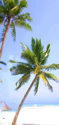 Sky Coconut Daytime Live Wallpaper