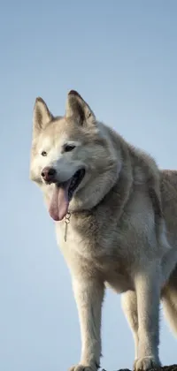 Sky Dog Dog Breed Live Wallpaper