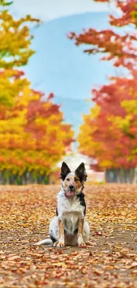 Introducing a stunning live wallpaper featuring a charming dog sitting in a colorful and scenic environment filled with leaves