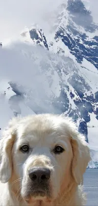 Sky Dog Snow Live Wallpaper