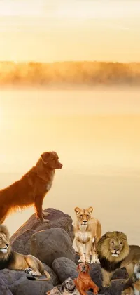lions and dogs Live Wallpaper