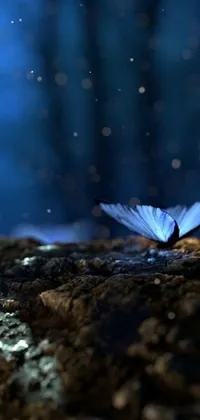 This phone live wallpaper showcases a stunning digital art of a butterfly resting on a rock, surrounded by the deep forest at night