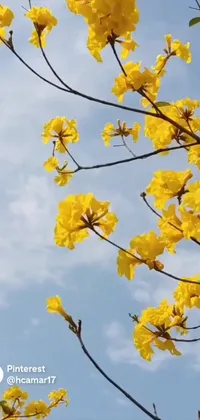 This beautiful live phone wallpaper showcases a bunch of yellow flowers against a clear blue sky