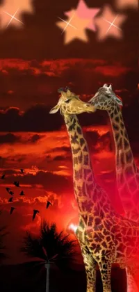 Sky Giraffe Giraffidae Live Wallpaper