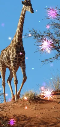 If you're looking for a magical and surreal live wallpaper for your phone, this Giraffe in the Samburu is the perfect choice