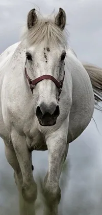 This phone live wallpaper features a stunning, white horse galloping through a lush, green field