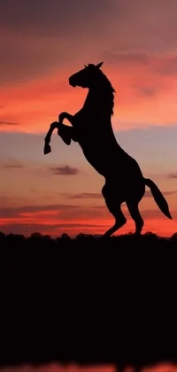 Sky Horse Cloud Live Wallpaper