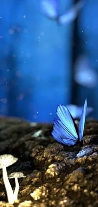 This stunning blue butterfly phone live wallpaper features a bioluminescent forest floor, with the butterfly perched on a mushroom
