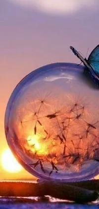 Experience the wonder of nature with this phone live wallpaper featuring a butterfly on a glass ball with a sunset picture inside