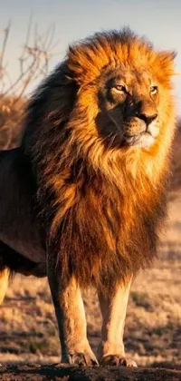 Sky Lion Masai Lion Live Wallpaper