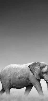This minimalist phone live wallpaper features a large elephant walking gracefully across a lush green field, captured in a black and white photograph