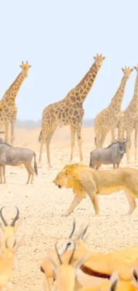 This live wallpaper encompasses a magnificent herd of giraffes standing on a sandy field, surrounded by a breathtaking desert landscape beside the gulf
